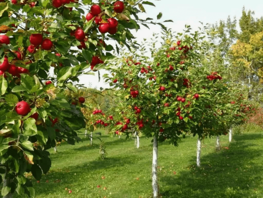 jablonja Деревья для приусадебного участка